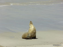 Lion de mer - Kangaroo island - Australie